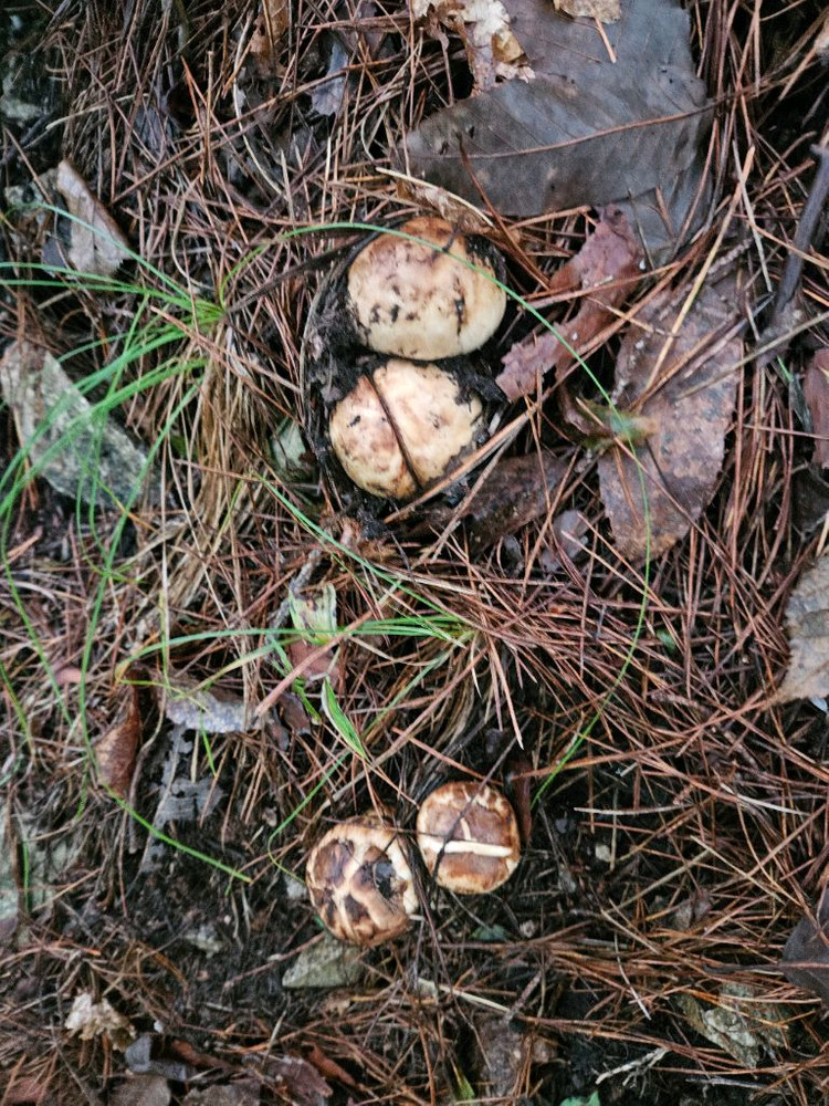 오늘 채취한 자연산 송이버섯 이미지