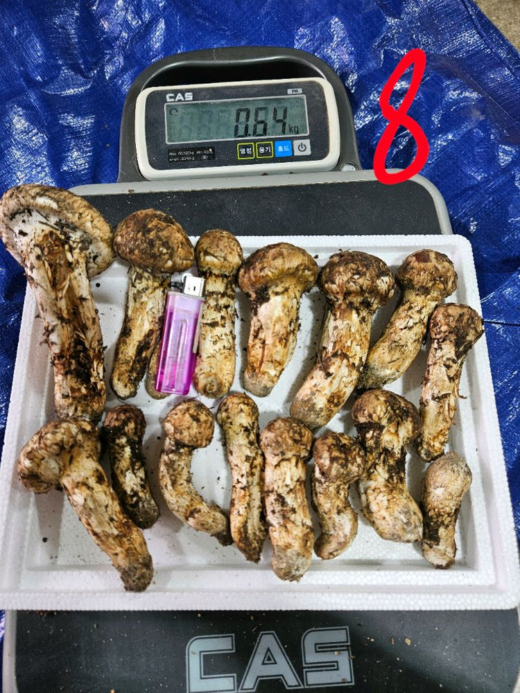 오늘 채취한 자연산 송이버섯 이미지