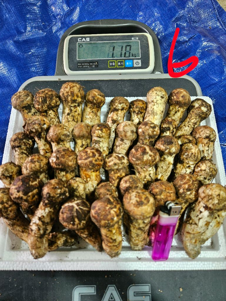 오늘 채취한 자연산 송이버섯 이미지