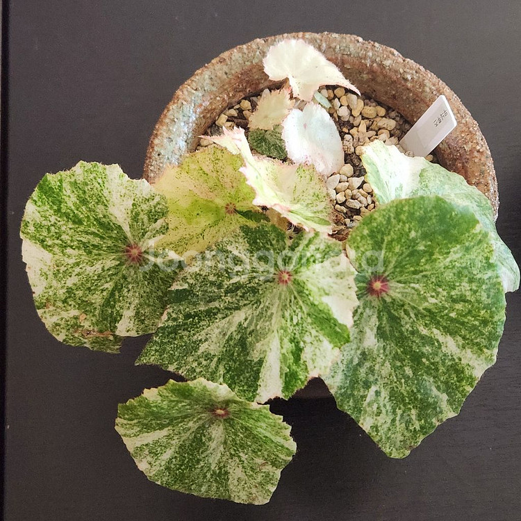 무늬최상))무늬루즈 베고니아.실습--0