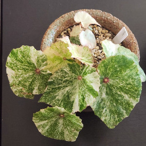 무늬최상))무늬루즈 베고니아.실습