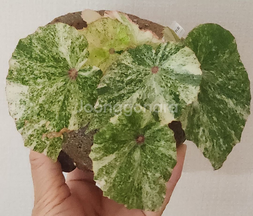 무늬최상))무늬루즈 베고니아.실습--1