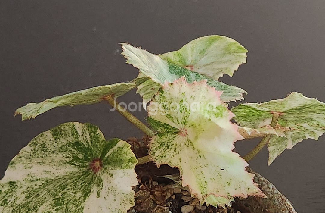 무늬최상))무늬루즈 베고니아.실습--2