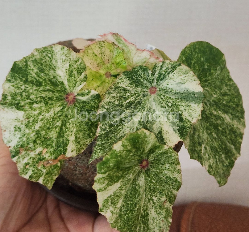 무늬최상))무늬루즈 베고니아.실습--5