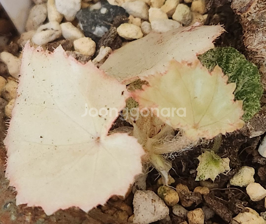 무늬최상))무늬루즈 베고니아.실습--3