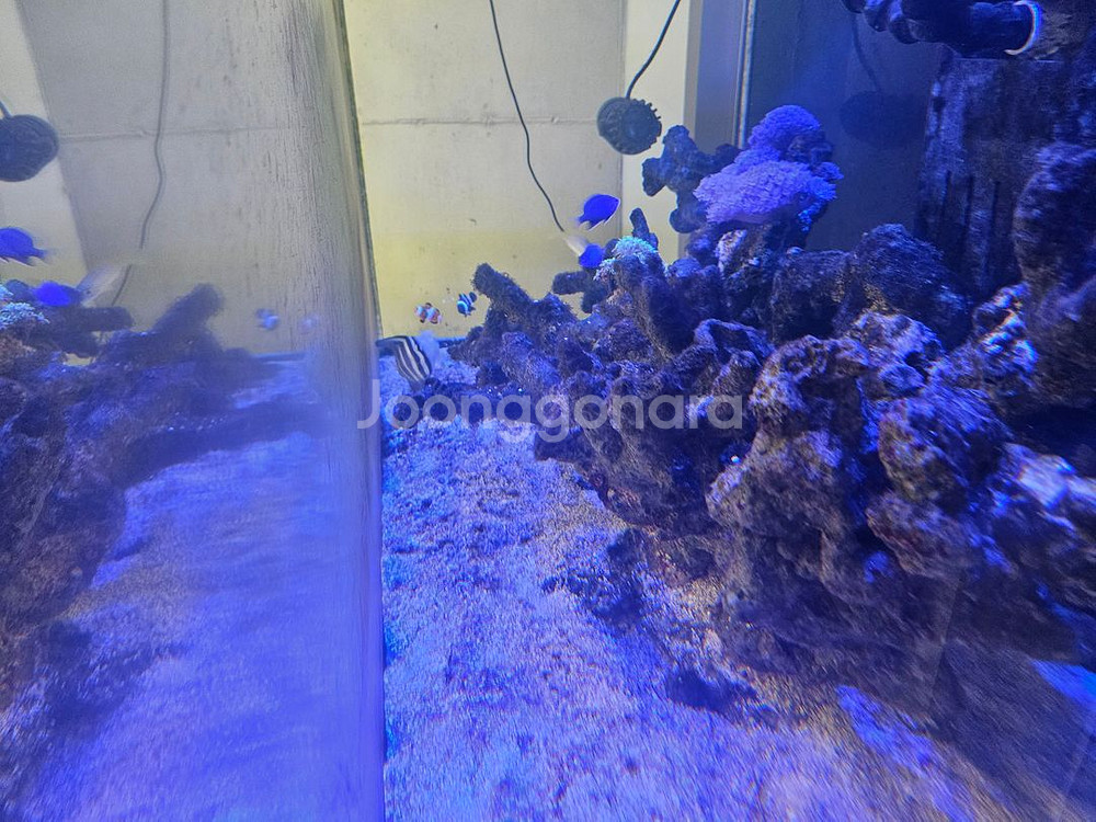 해수어항 가로 1500mm / 세로 1500mm 판매--3