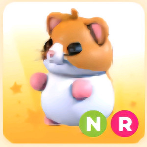 입양하세요 NR 햄스터