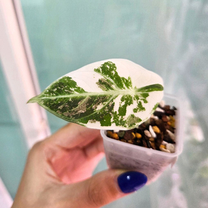 알로카시아 블랙벨벳 바리에가타 (블벳핑)