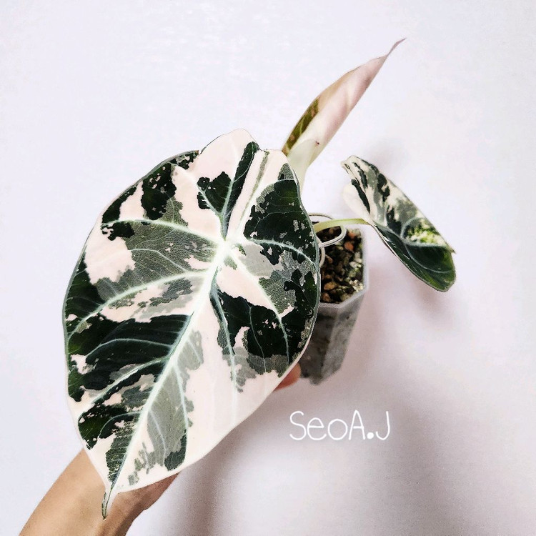 알로카시아 블랙벨벳 바리에가타 (블벳핑)--1