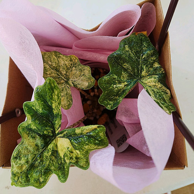 알로카시아 미스틱 바리에가타 (17번대)--1