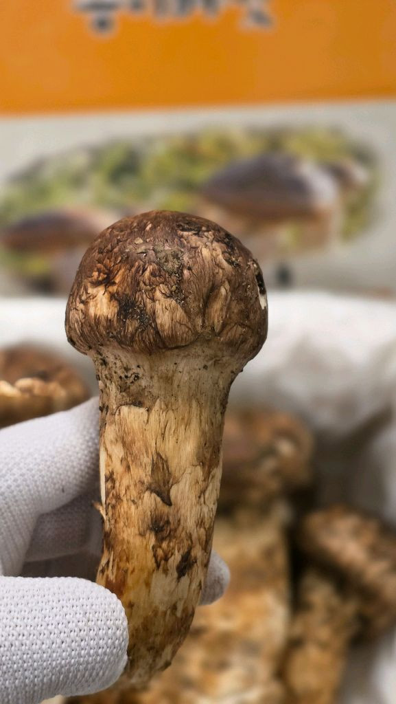 백두산 자연산 송이버섯 이미지