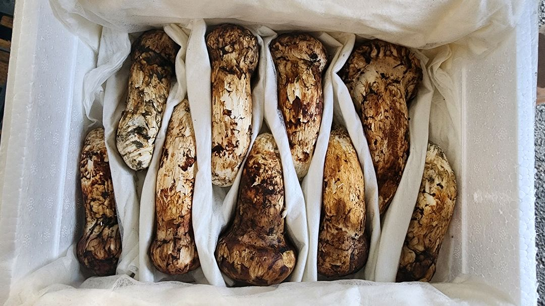 백두산 자연산 송이버섯 이미지