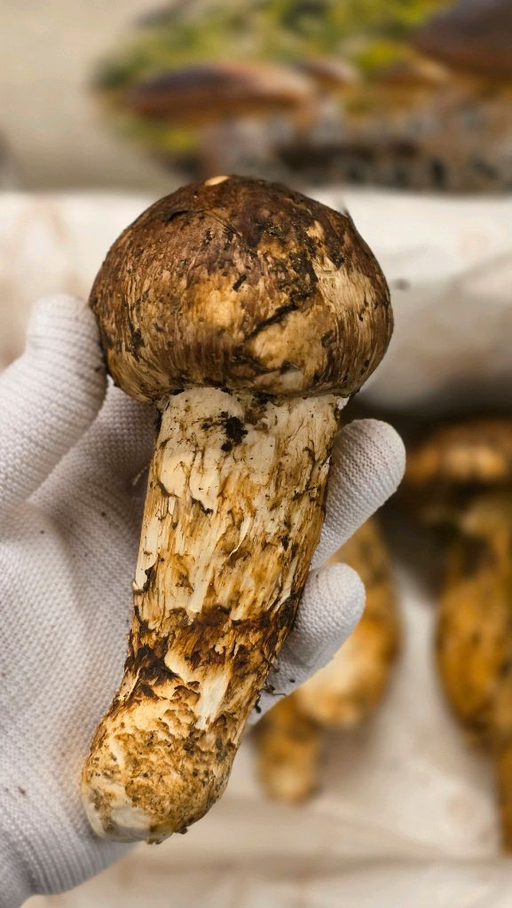 백두산 자연산 송이버섯 이미지