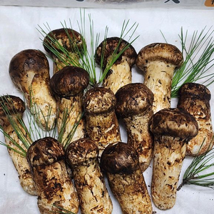 백두산 자연산 송이버섯 이미지