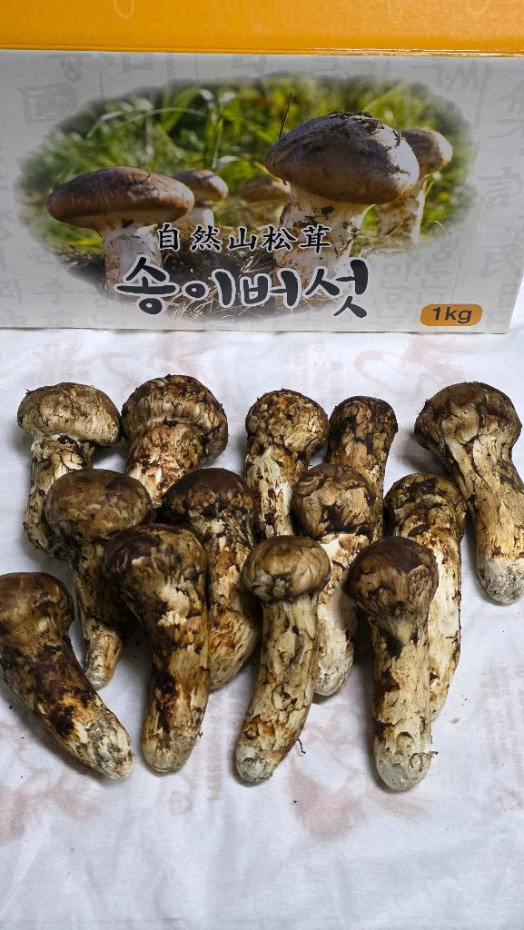 백두산 자연산 송이버섯 이미지