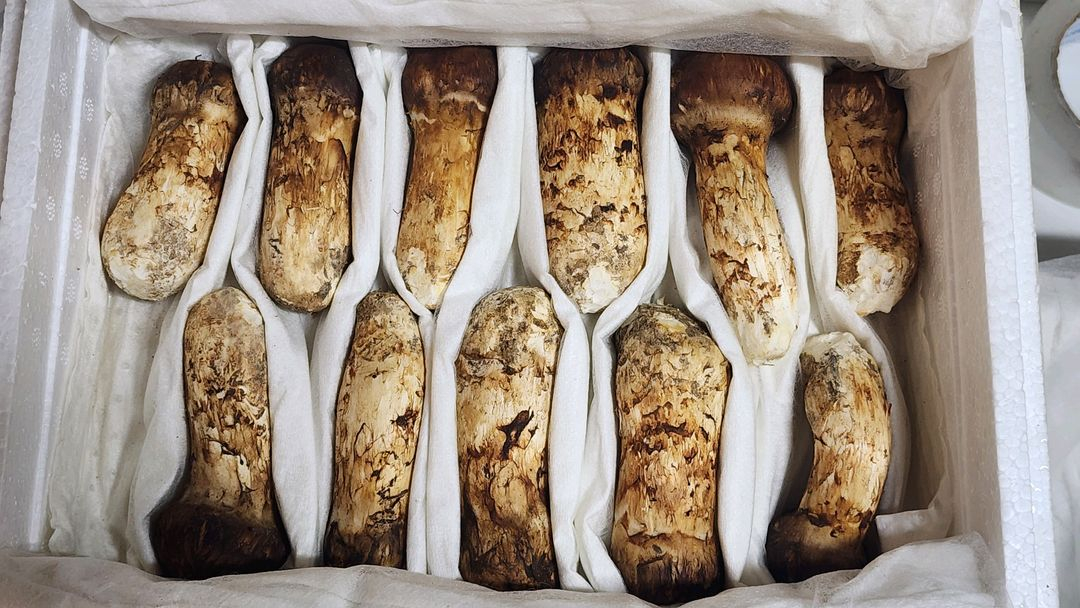 백두산 자연산 송이버섯 이미지