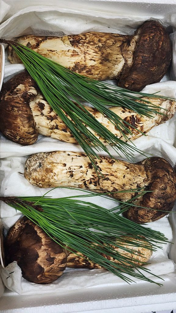 백두산 자연산 송이버섯 이미지