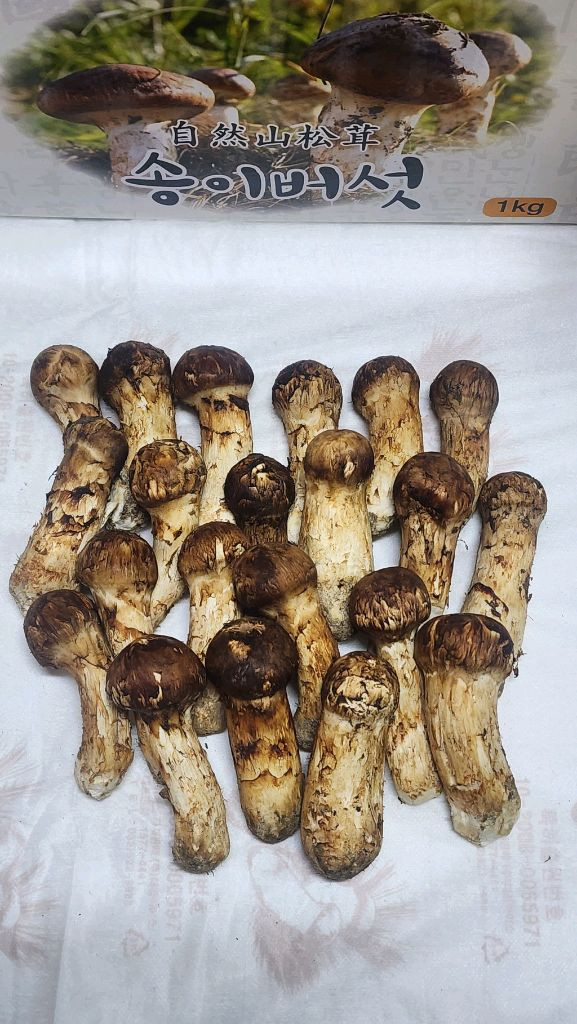 백두산 자연산 송이버섯 이미지