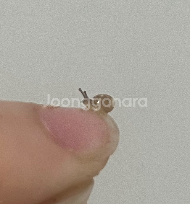 달팽이 용품 랜덤--0