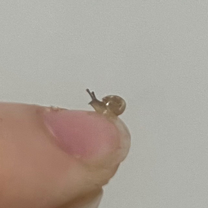 달팽이 용품 랜덤