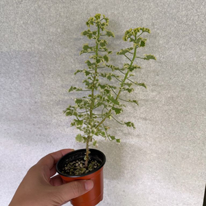 크리스피운제라늄