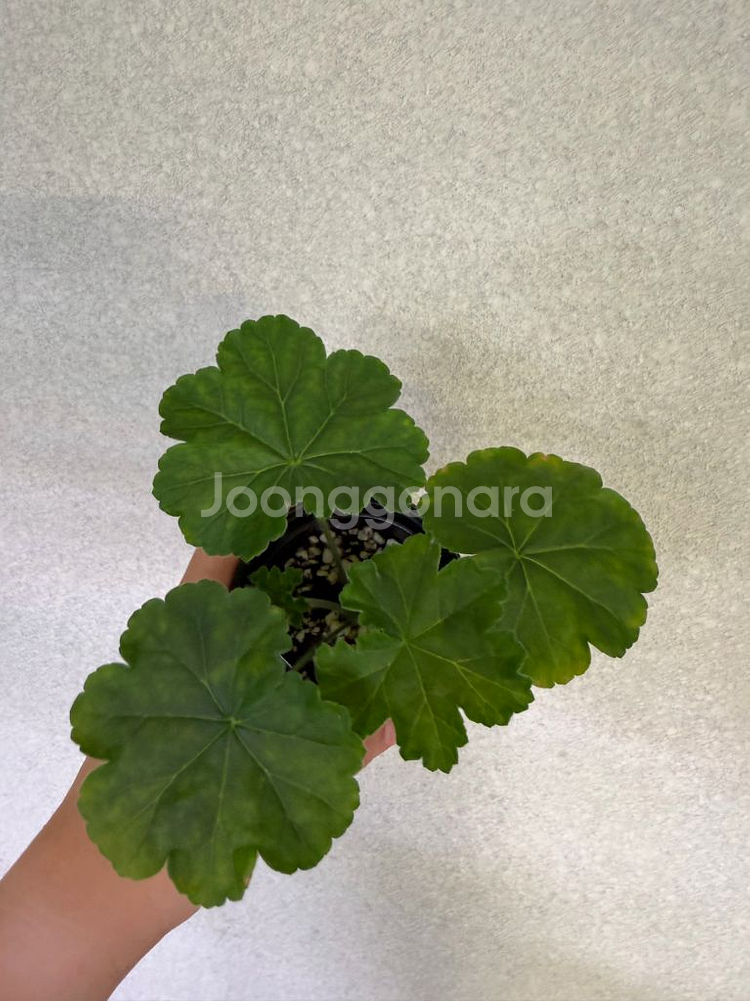 러시아제라늄3종_뜻밖의기쁨 모나베르사유 귀족부인--1