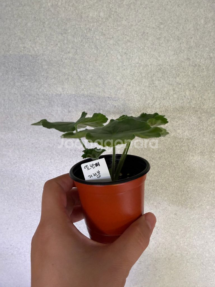 러시아제라늄3종_뜻밖의기쁨 모나베르사유 귀족부인--0