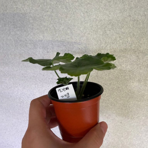 러시아제라늄3종_뜻밖의기쁨 모나베르사유 귀족부인
