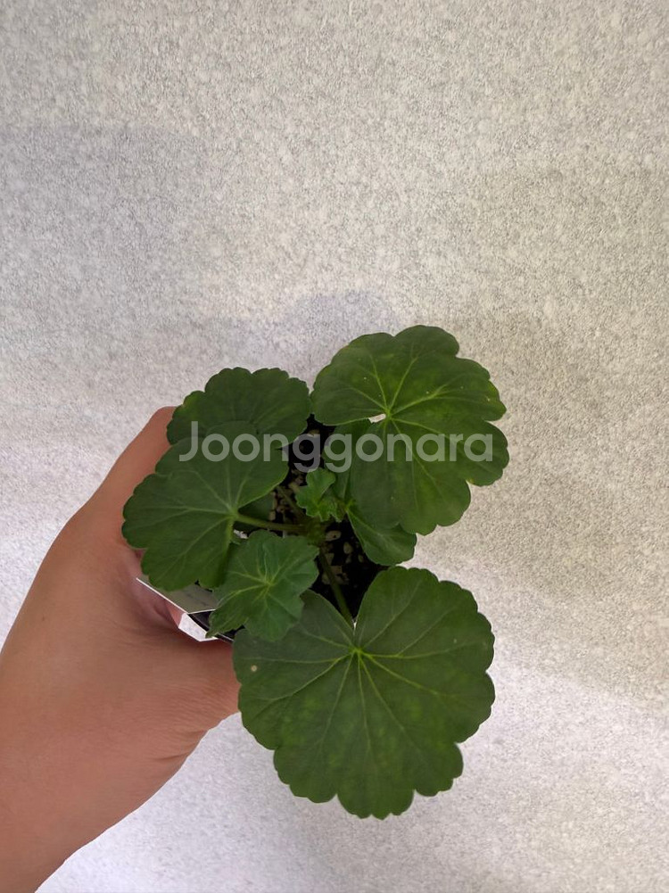 러시아제라늄3종_뜻밖의기쁨 모나베르사유 귀족부인--4