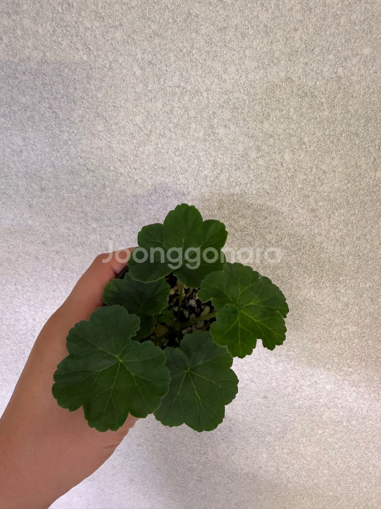 러시아제라늄3종_뜻밖의기쁨 모나베르사유 귀족부인--7