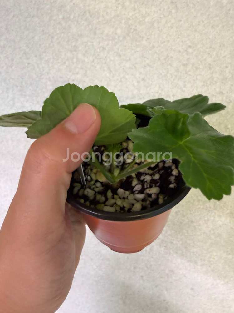 러시아제라늄3종_뜻밖의기쁨 모나베르사유 귀족부인--8