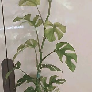 (초대품)풀민트 히메 몬스테라