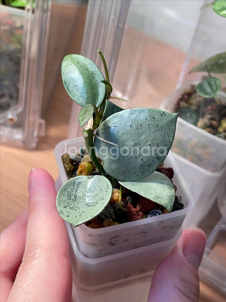 호야 민트코인--0