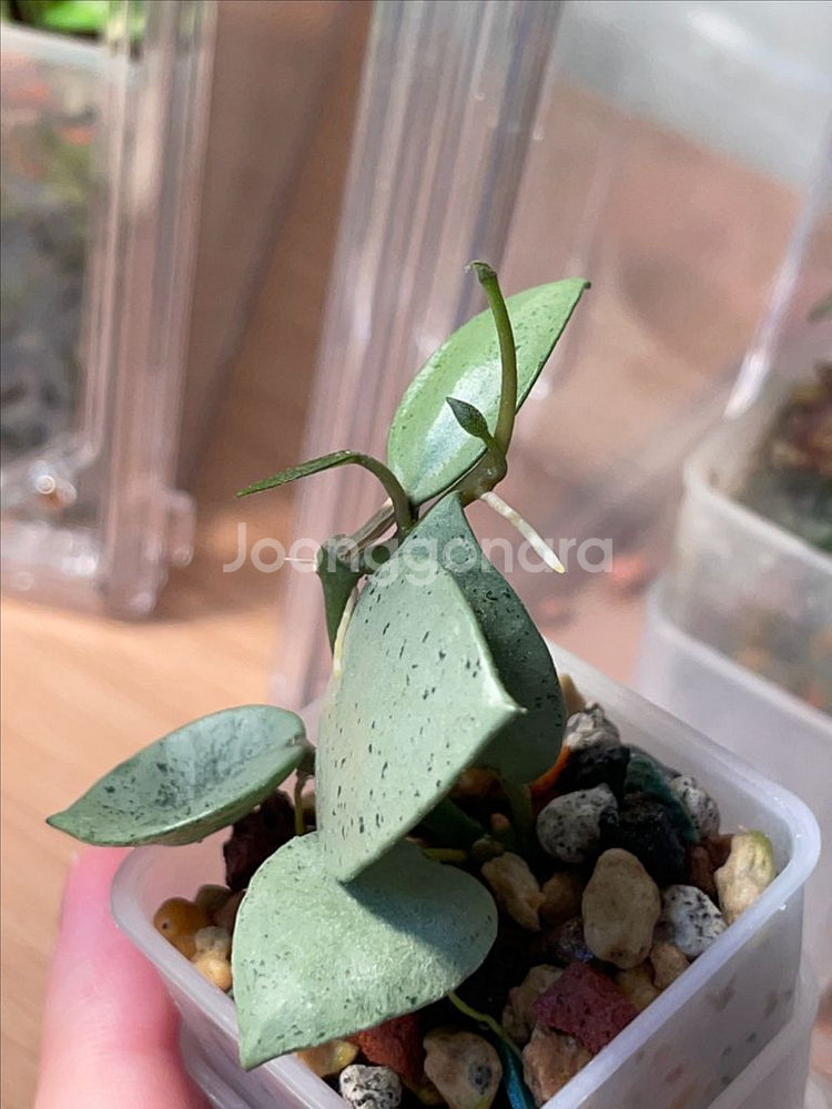 호야 민트코인--1