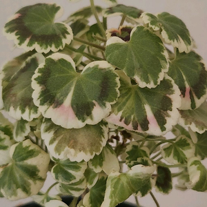 엑스칼리버제라늄