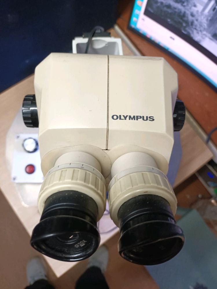 올림프스 현미경 이미지