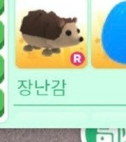 입양하세요 도치로 소2마리구해요--0