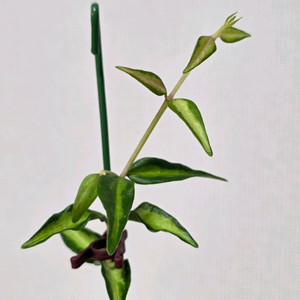 호야 벨라 루이부아 판매합니다.