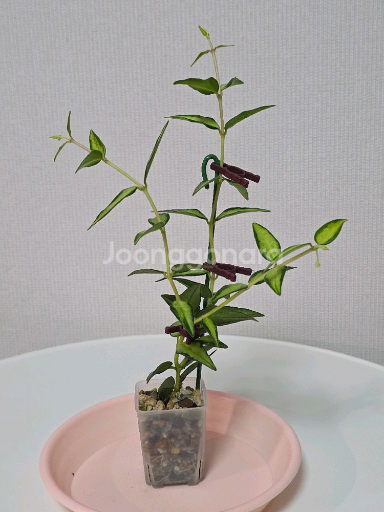 호야 벨라 루이부아 판매합니다.--0