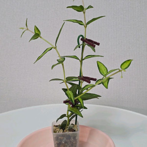 호야 벨라 루이부아 판매합니다.