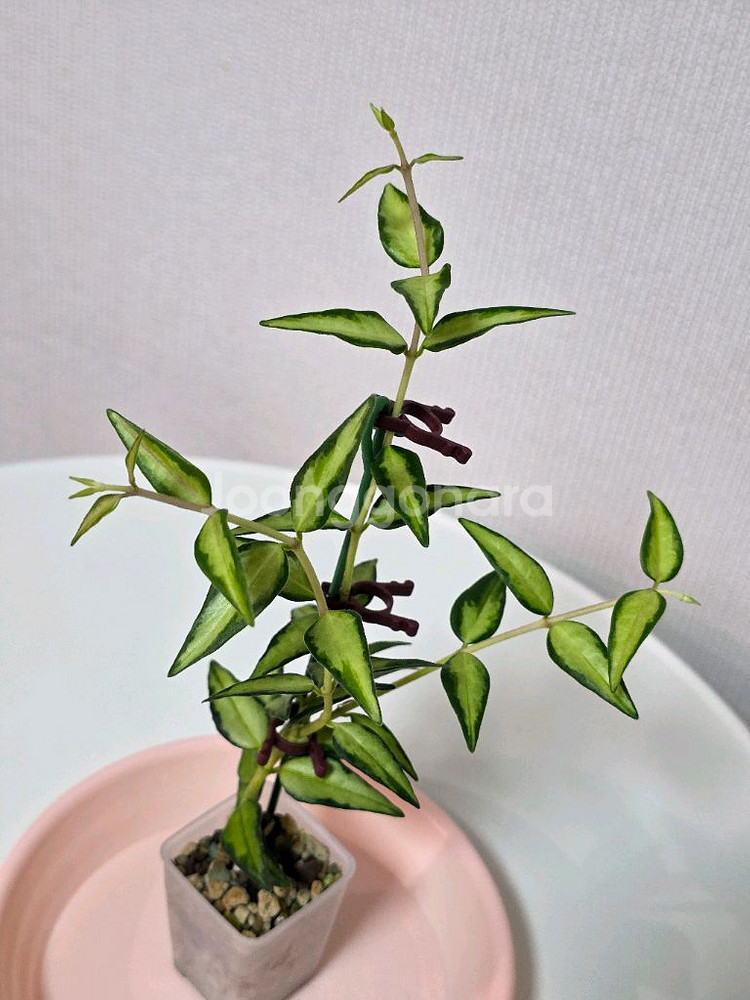 호야 벨라 루이부아 판매합니다.--1