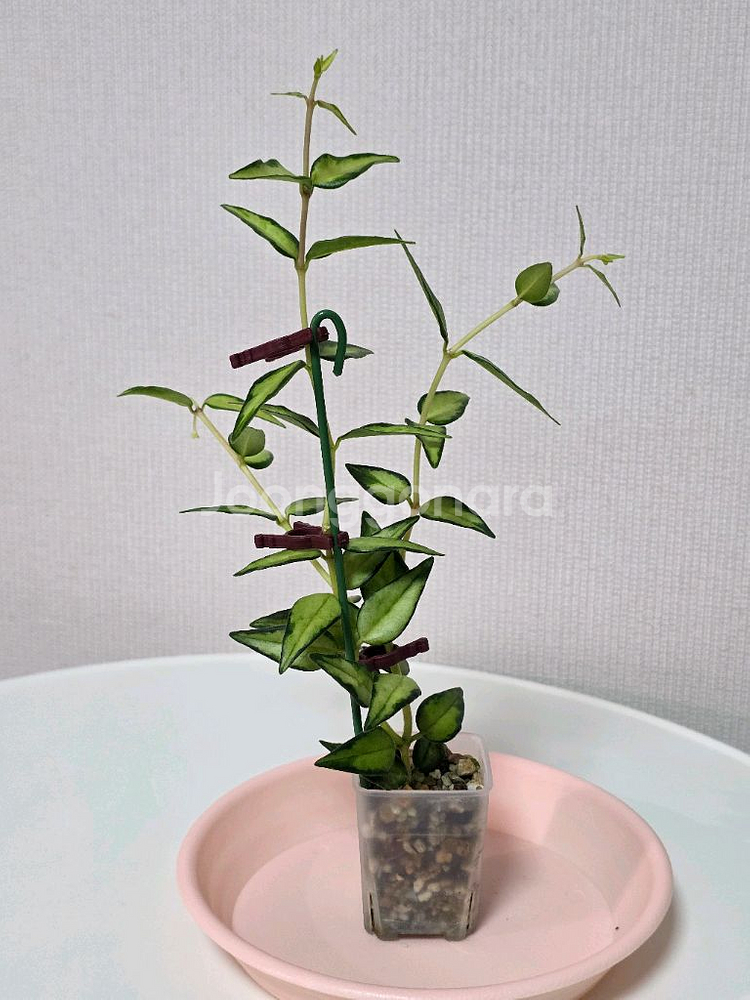 호야 벨라 루이부아 판매합니다.--4