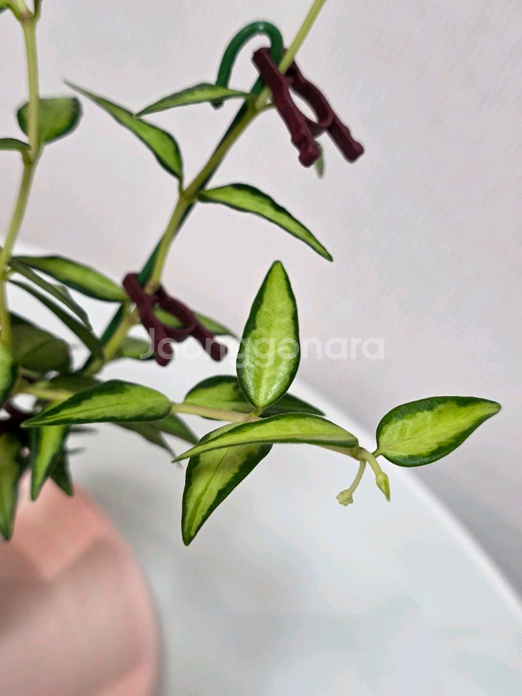 호야 벨라 루이부아 판매합니다.--3