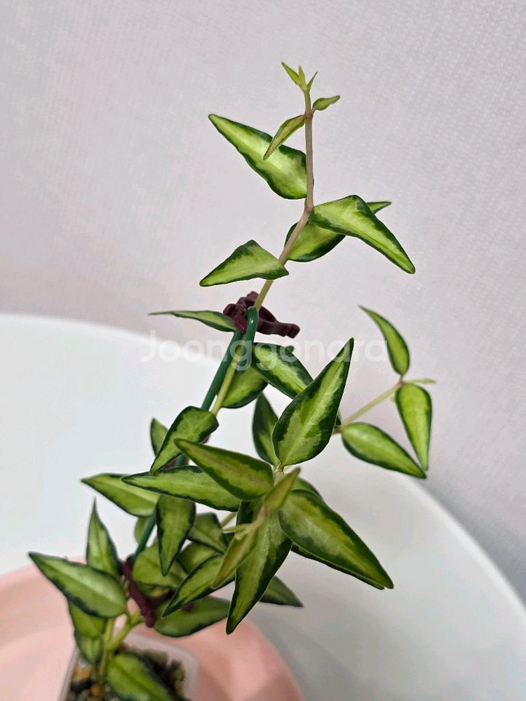 호야 벨라 루이부아 판매합니다.--2