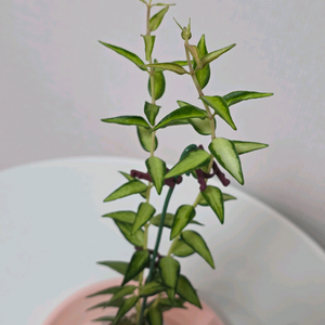 호야 벨라 루이부아 판매합니다.