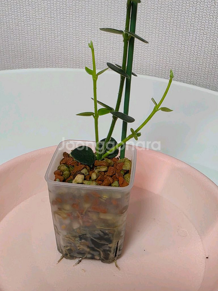 호야 칭흥엔시스 판매합니다.--2