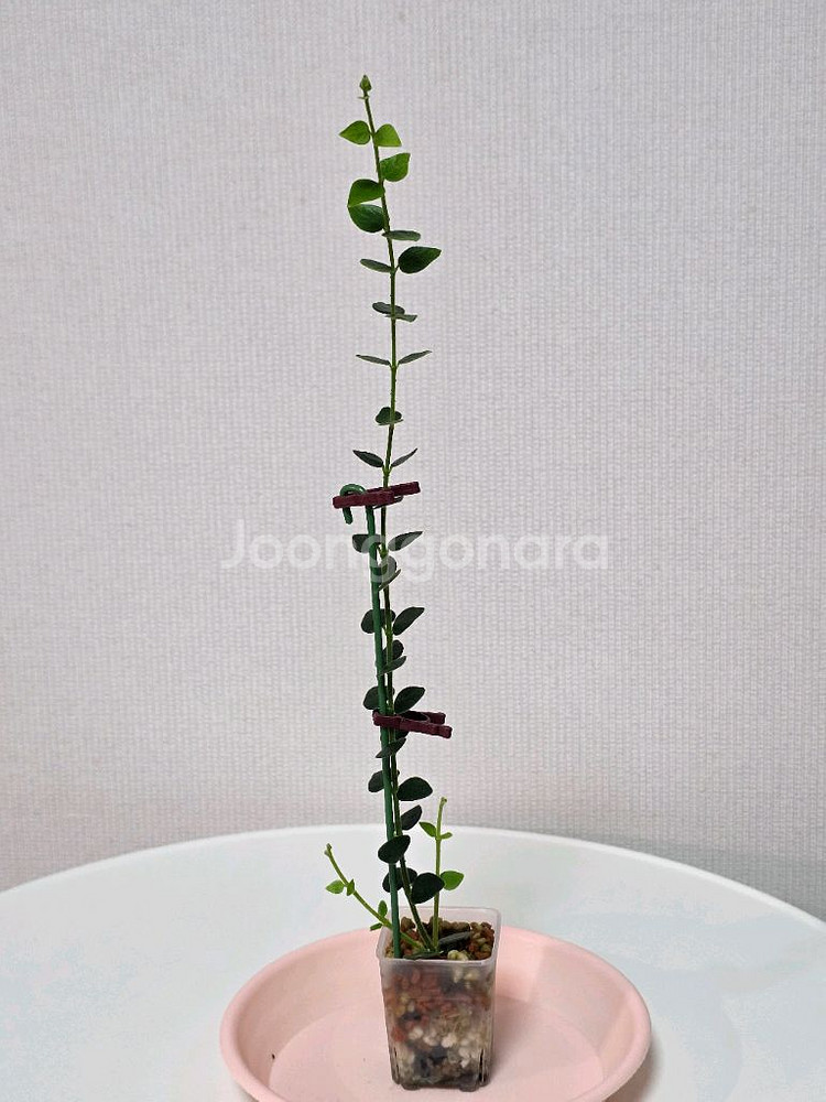 호야 칭흥엔시스 판매합니다.--1