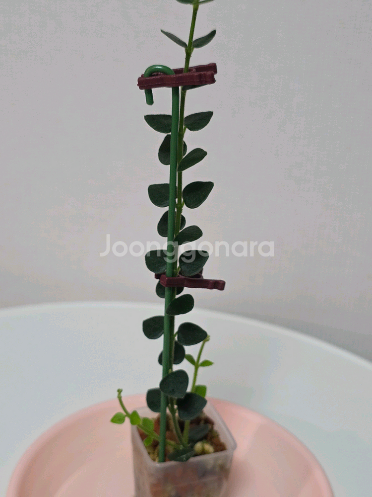 호야 칭흥엔시스 판매합니다.--0