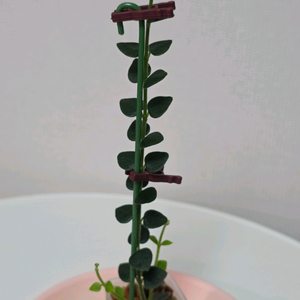 호야 칭흥엔시스 판매합니다.