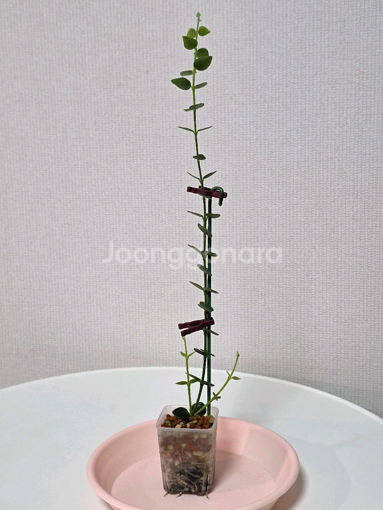 호야 칭흥엔시스 판매합니다.--4